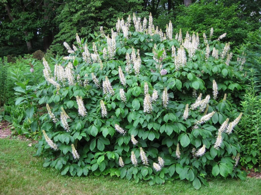 Bottlebrush Buckeye