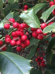 American Holly