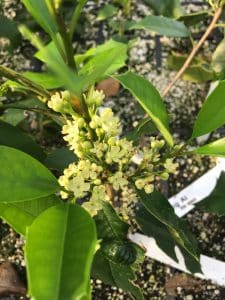 American Holly