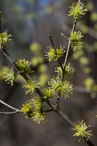Upland Swamp Privet