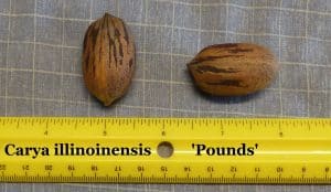 Pounds Pecan