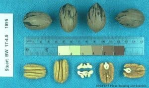 Stuart Pecan