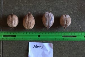 Henry Shellbark Hickory
