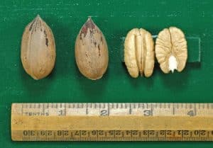 Pleasanton Pecan
