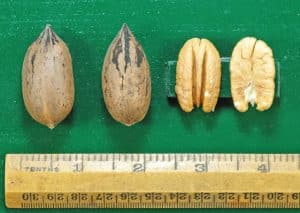 Thayer Pecan
