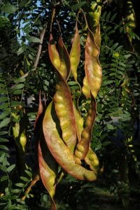 Honey Locust
