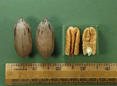 Colby Pecan showing shape, size and kernel color