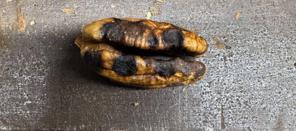 Stink bug bites on pecans