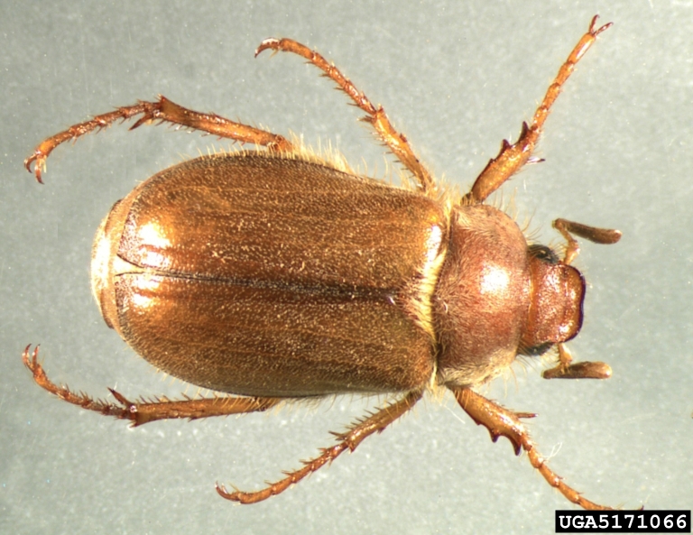 Chafer Beetles and Pecans