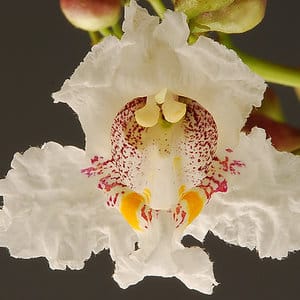 Northern Catalpa flower showing the intricate pattern of the flowers interior