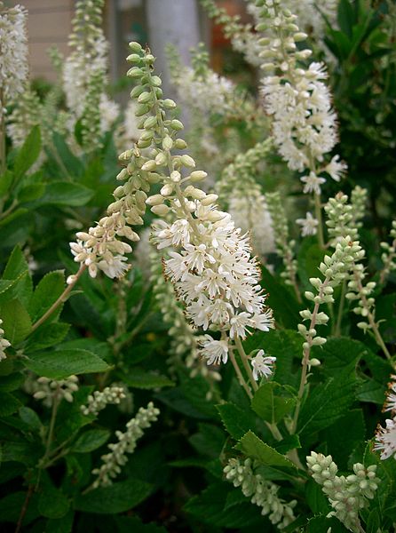 Summersweet Sixteen Candles in bloom showing flower form and bloom structure