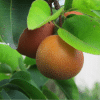 Chojuro Pear