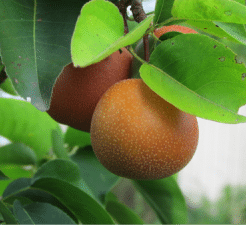 Chojuro Pear