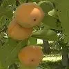 American Persimmon