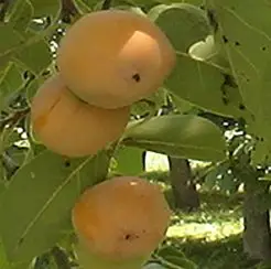 504 Male Persimmon