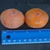 American Persimmons