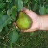 Magness Pear