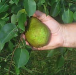 Magness Pear