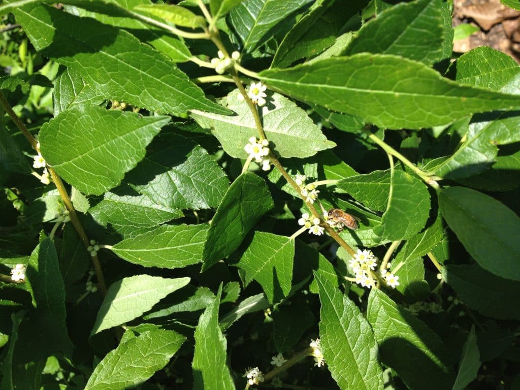 Southern Gentleman Holly