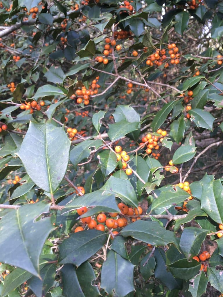 Xanthawood Holly