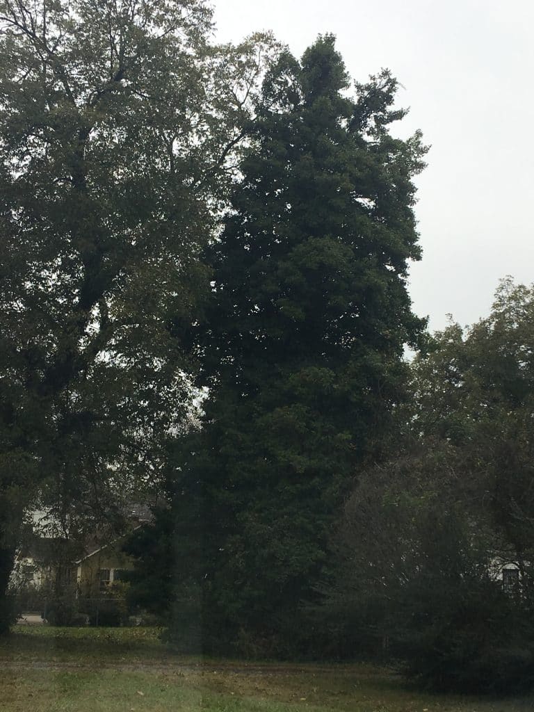 Rosebank Holly