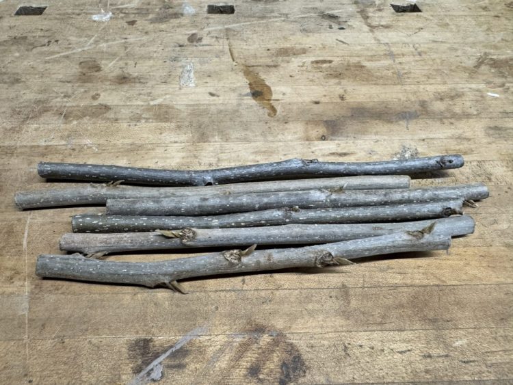 Graftwood/scionwood for grafting pecan trees