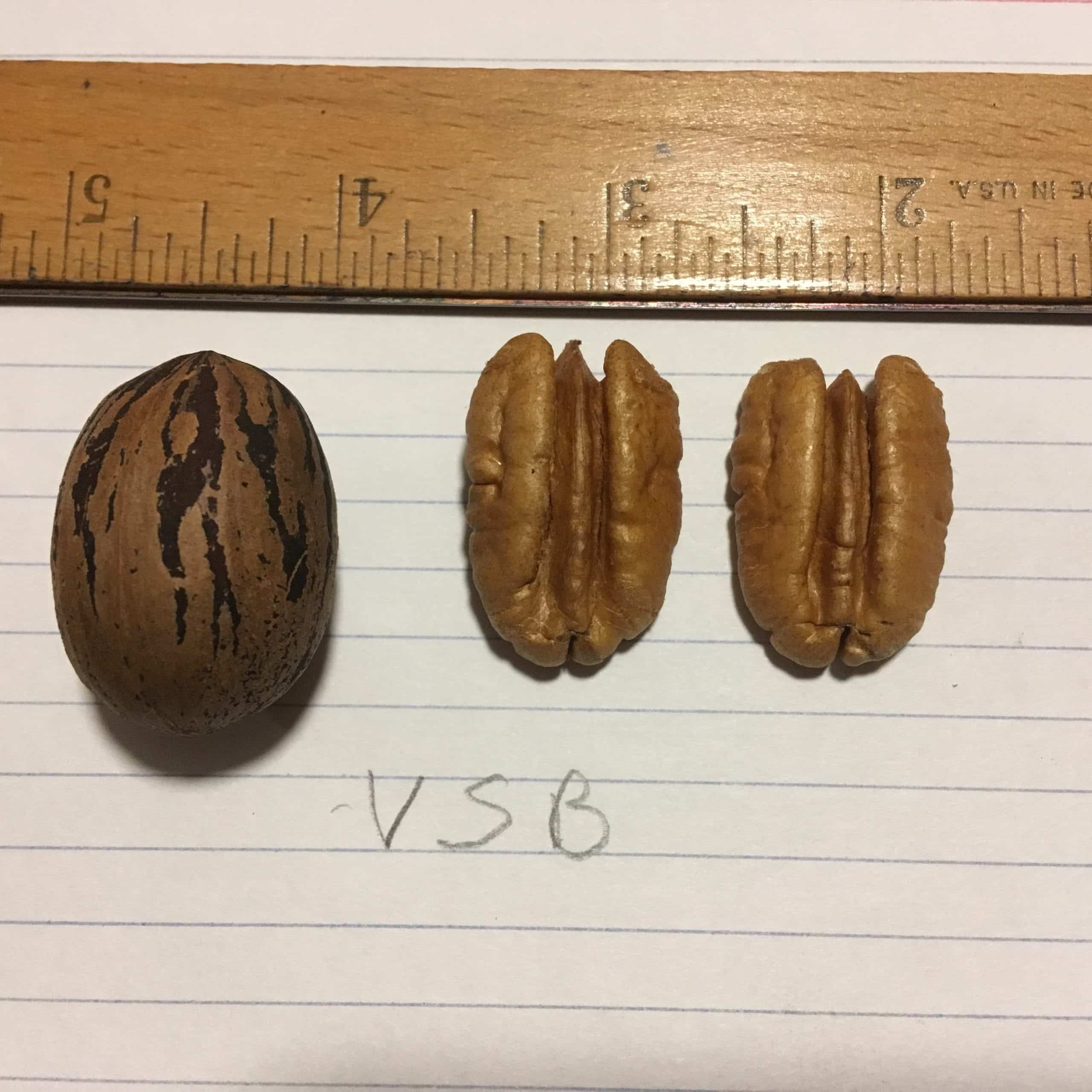 VSB Volunteer State Bank Pecan