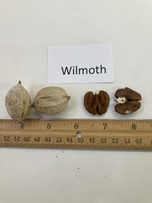 Wilmoth Shagbark Hickory
