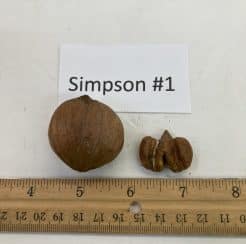 Simpson #1 Shellbark Hickory
