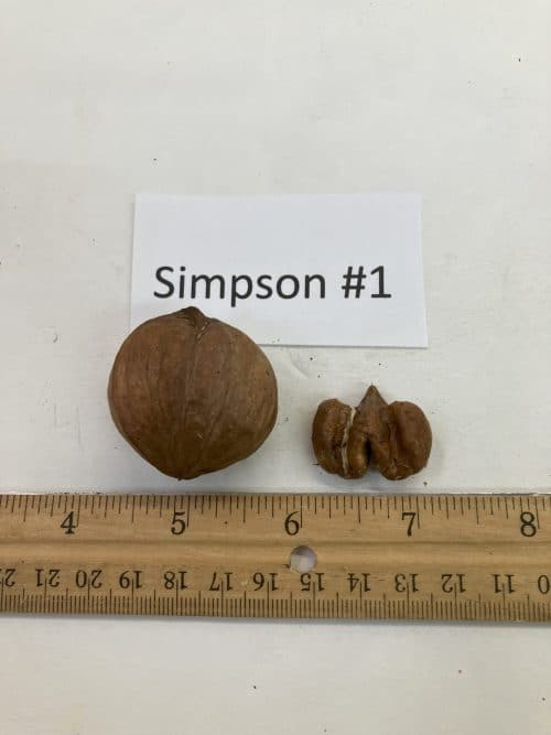 Simpson #1 Shellbark Hickory