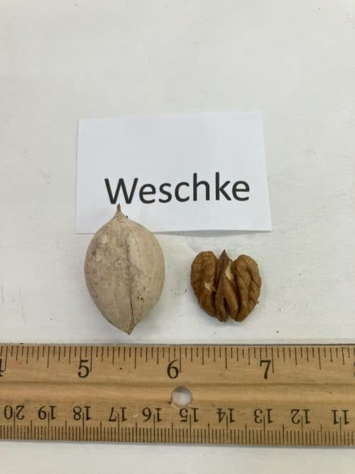 Weschke Shagbark Nut