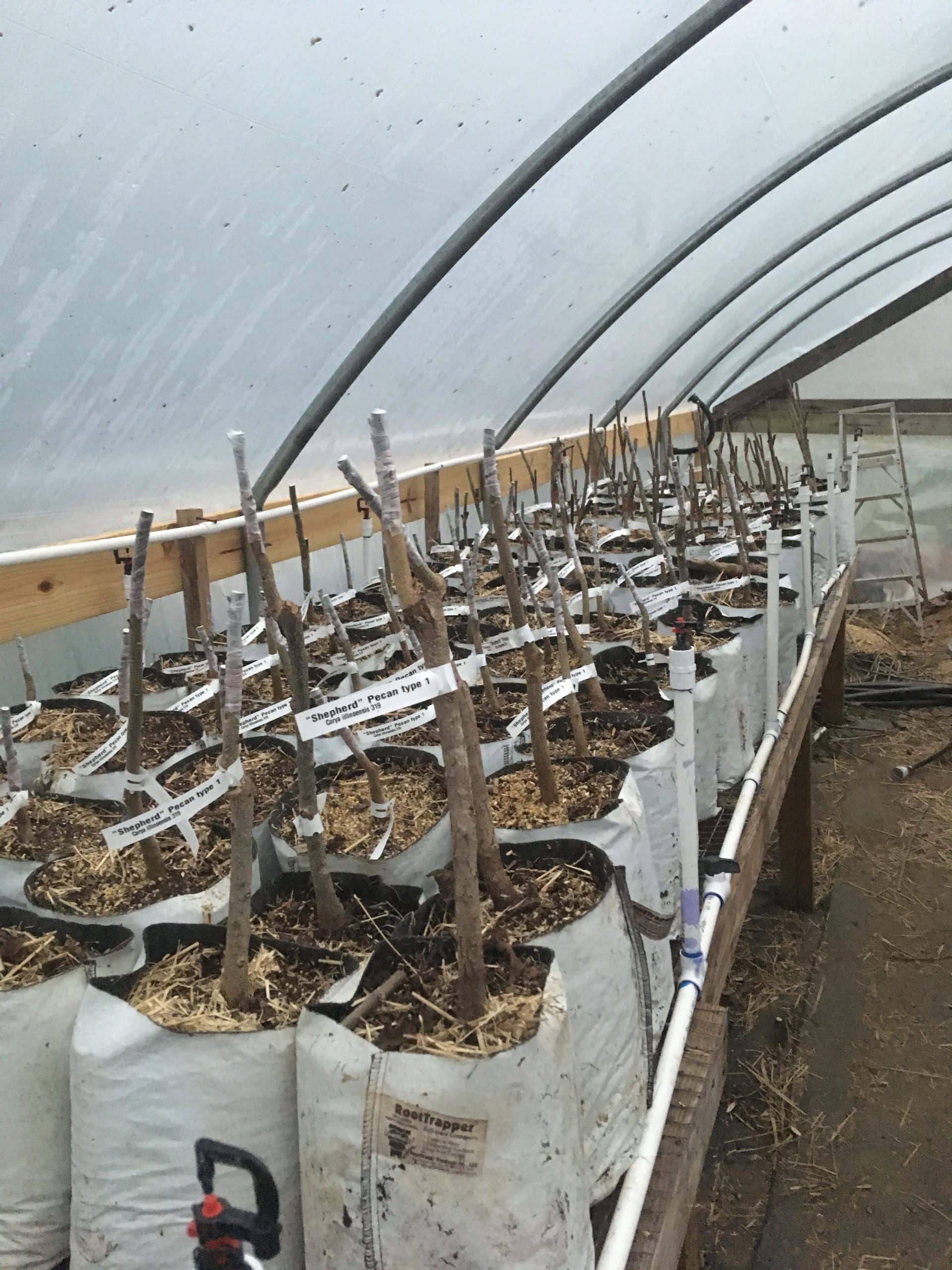 Custom Grafted Pecans and Hickories