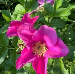 Rugosa Rose