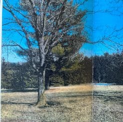 Lake Icaria Shagbark Hickory