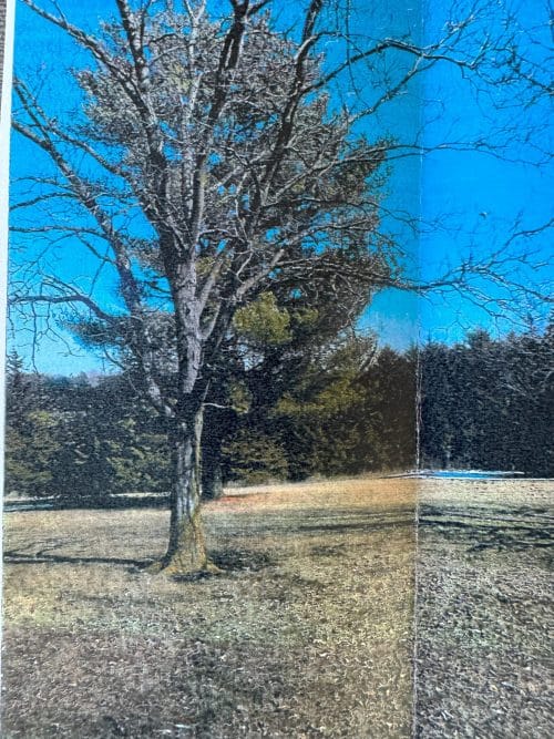 Lake Icaria Shagbark Hickory