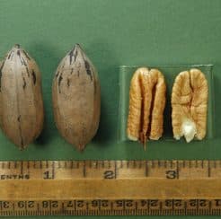 Colby Pecan