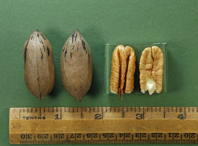 Colby Pecan
