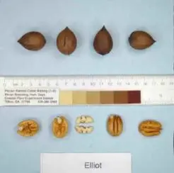 Elliott Pecan