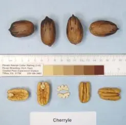 Cherryle Pecan