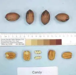 Candy Pecan