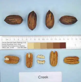 Creek Pecan showing nut shape, size and kernel color