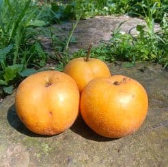 Hatamaya Pear