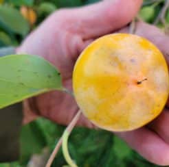 L-93-A Jumbo Persimmon
