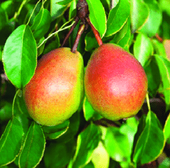 Bell Pear