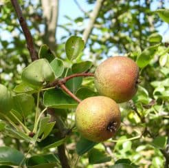 Pasha Pear