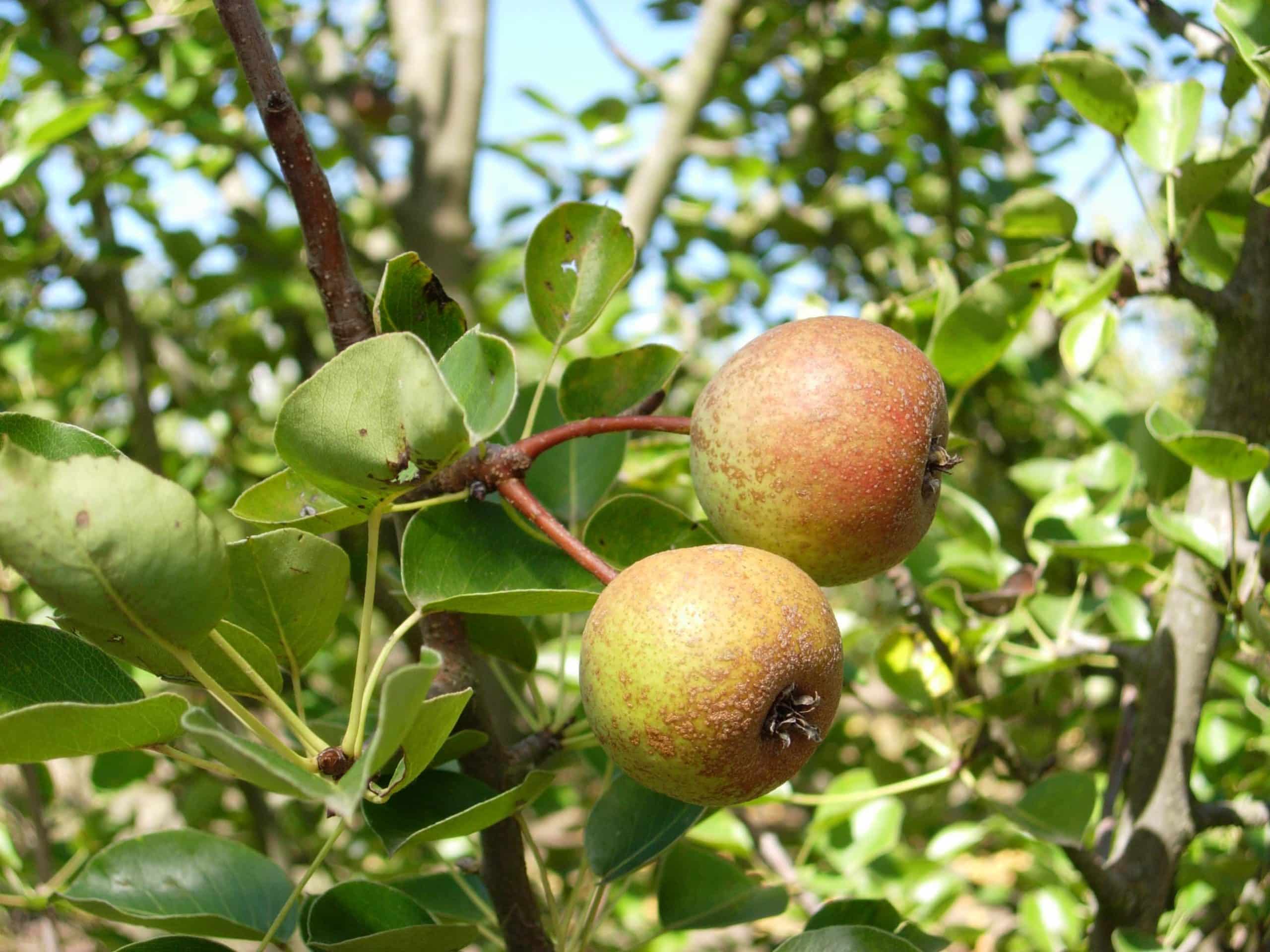 Pasha Pear