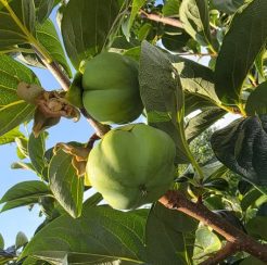 Zirochka Persimmon