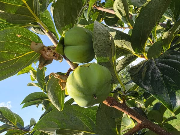 Zirochka Persimmon