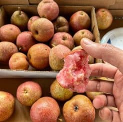 Briaca Pear