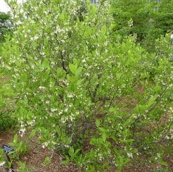 American Snowbell